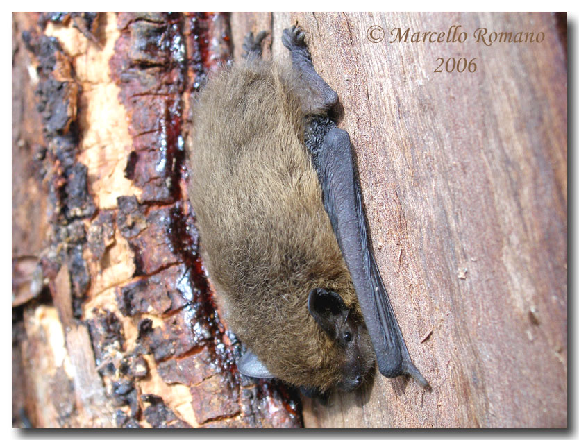 Sotto la corteccia di eucalipto - Pipistrellus sp.